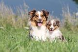 BERGER AUSTRALIEN - ADULT & PUPPY 008